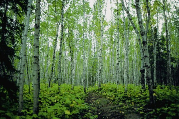 Vedere în unghi scăzut a mesteacanilor într-o pădure, Minnesota, SUA