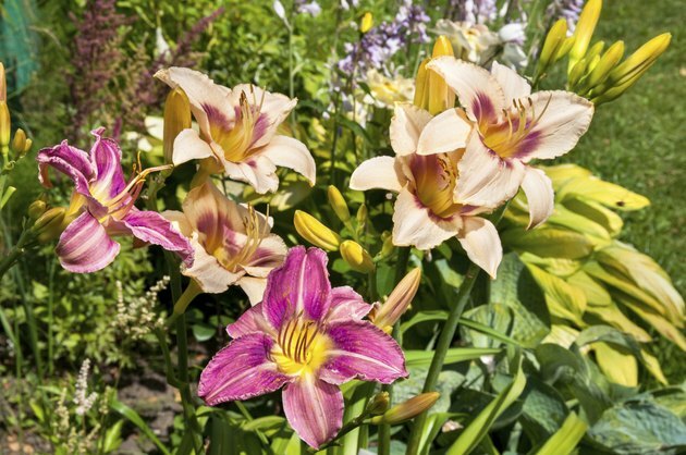 daylily lysfiolette vakre blomster postkort