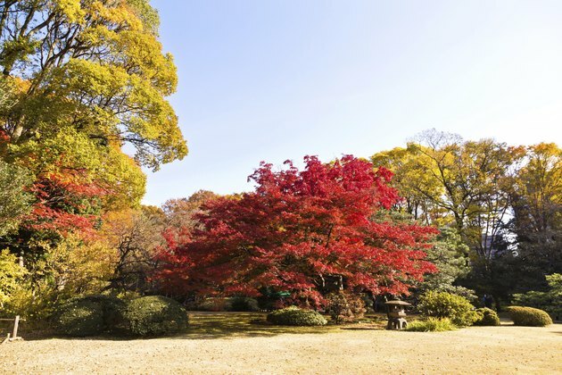 Японские кленовые листья осенью