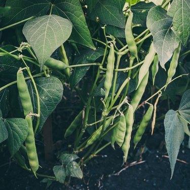 Стручковая фасоль, растущая из земли. Садоводство для здорового питания, овощные вегетарианцы