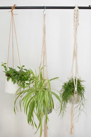 Hangplanten, waaronder een spinplant