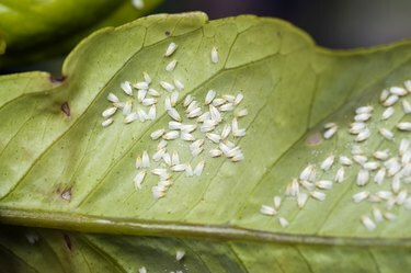 Mosca bianca della serra su una foglia di agrume