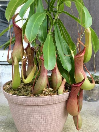 Plantas de jarro tropicais Nepenthes (Nepenthes spp.)
