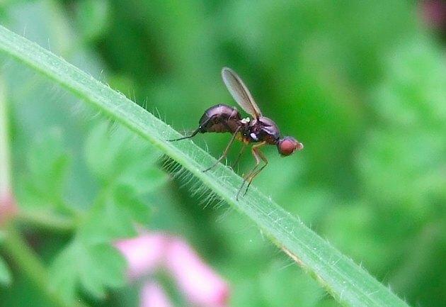 Dobroczynne owady dla ogrodów warzywnych: Minute Black Scavenger Fly