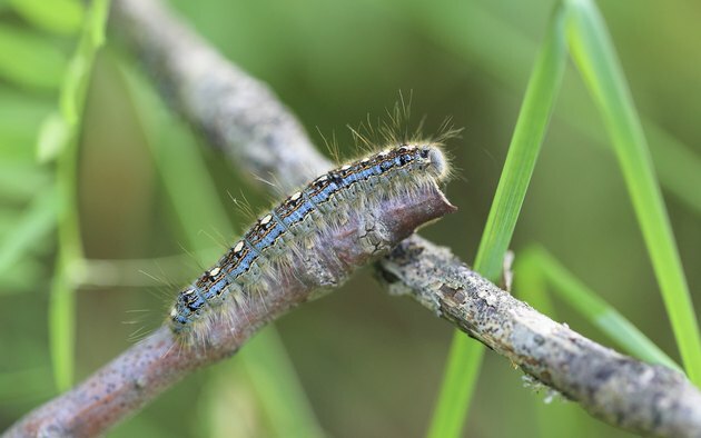 Carpa Forestal Caterpillar
