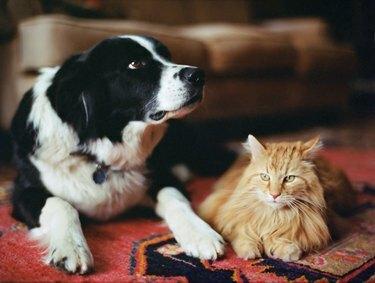 Τσοπανόσκυλο και μακρυμάλλη γάτα στο χαλί.