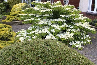 Viburno bianco fiori su arbusto da giardino (plicatum tomentosum 'Mariesii')