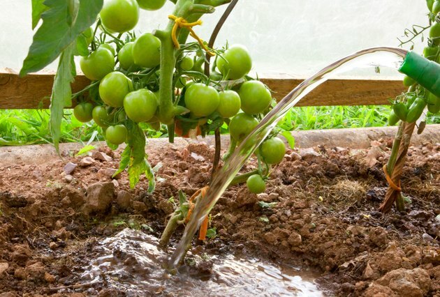 Bewässerung der Tomatenpflanze