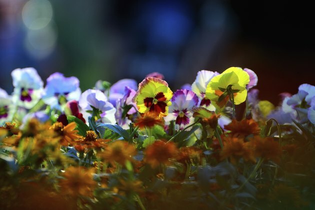 Blomster bakgrunnsblomstring.