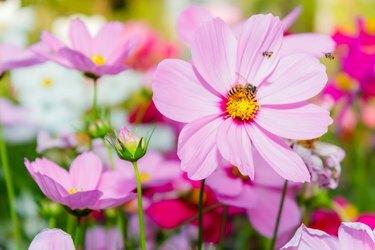 Fleurs de cosmos