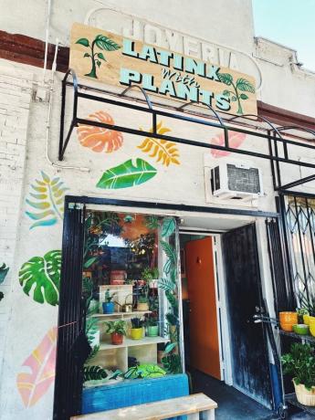 „Latinx With Plants“ vitrina