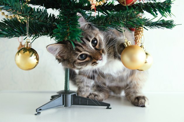 Kleine grijze kitten speelt met kerstballen onder de kerstboom.