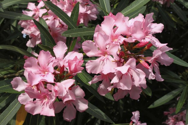 Flores de oleandro rosa