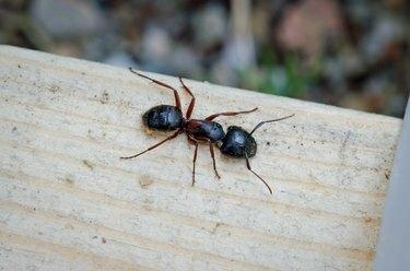 Carpenter Ant Up Close