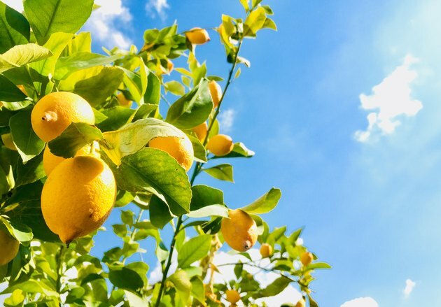 Lavvinkelsyn af citroner, der vokser på træ mod himlen