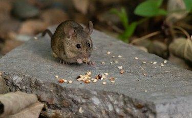 Um rato doméstico forrageando em alpiste