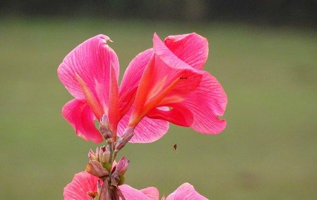 Kırmızı ve pembe renklerde parlak Canna indica