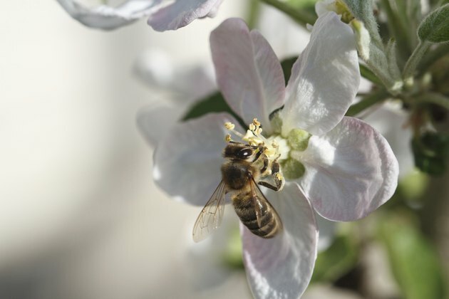 Bi på äppelblom; makro