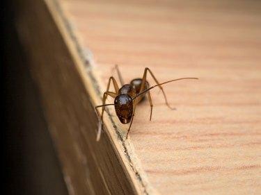 Carpenter Ant (Camponotus Sp.) Olhando na madeira