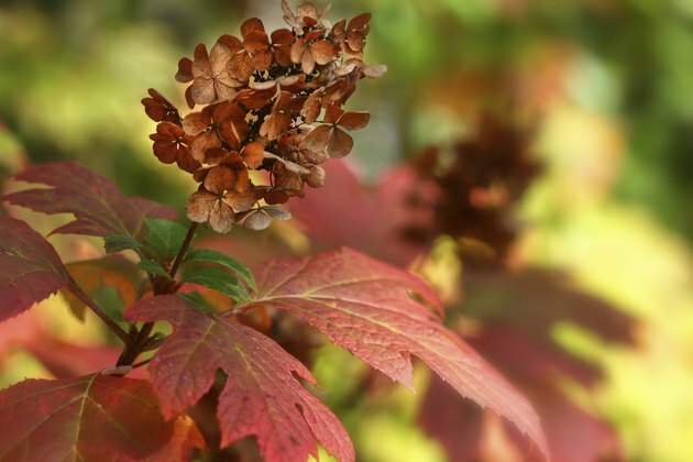 Oakleaf hortensia om høsten