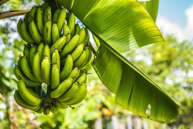 Nippu vihreää tuoretta banaania