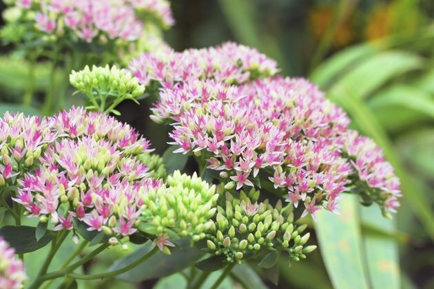 Sedum blomster closeup