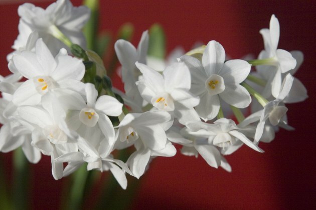 Paperwhites - Narcissus op rood horizontaal