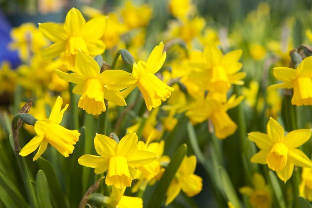 Fält av gula påskliljor - narcissblommor