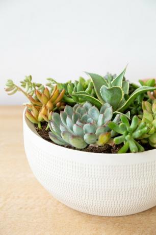 um plantador de bricolage feito de uma tigela de cerâmica branca contendo várias suculentas de várias formas e tamanhos