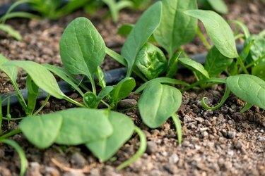 Молодые свежие органические растения шпината и система капельного орошения в теплице - выборочный фокус