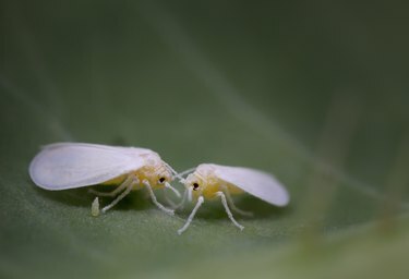 mosche bianche (emitteri; Aleyrodidae) con uovo