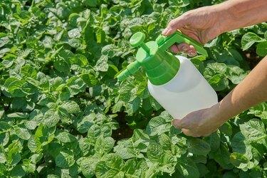 Agricultor pulveriza pesticida com pulverizador manual contra insetos na plantação de batata no jardim no verão. Conceito de agricultura e jardinagem