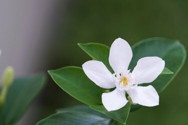 Puutarhassa kukkivat valkoiset gardenian kukat