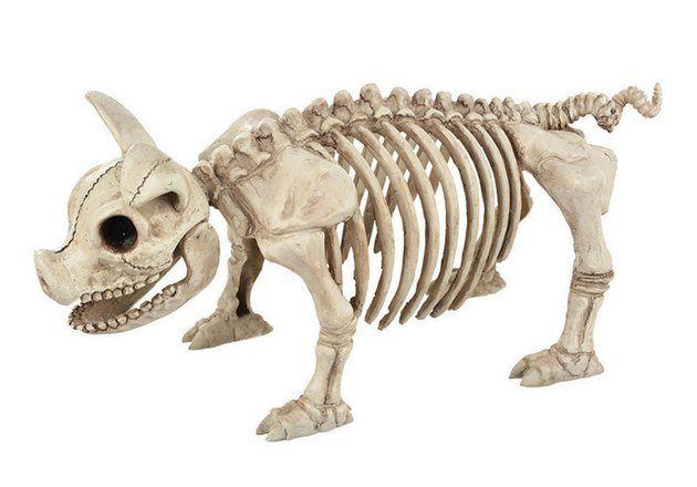 Porco esqueleto