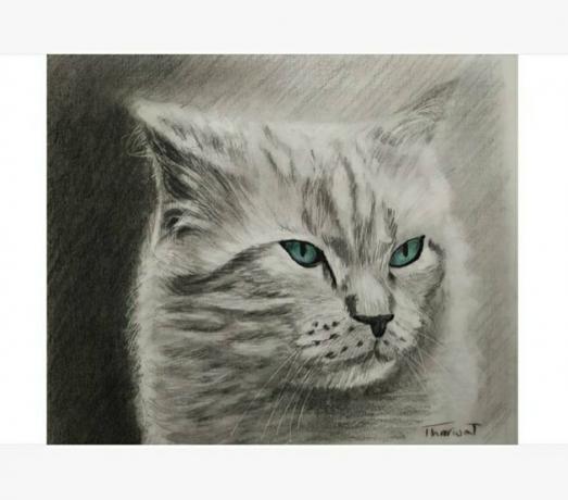 Retrato desenhado à mão de um gato