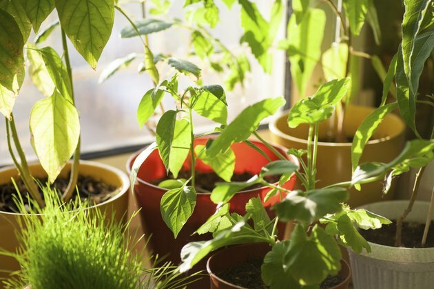 Зеленые растения в горшках на подоконнике в помещении