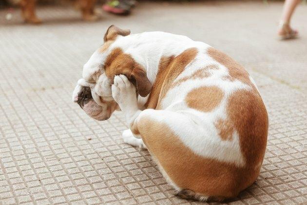 angol bulldog Puppy Scratching bolhák