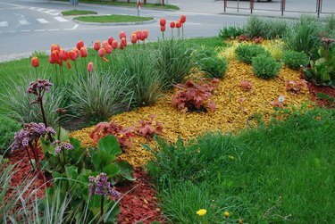 Prydplanter for landskapsarbeid.