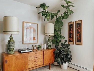 Fiddle Leaf Fig Plant en Rubber Plant in woonkamer