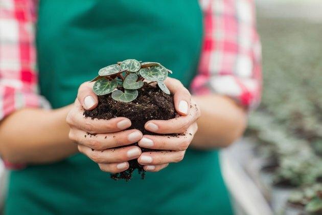 Tuincentrum werknemer bedrijf plant