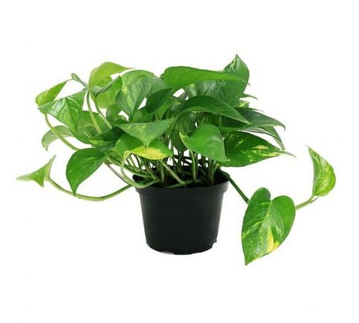 pianta d'oro pothos