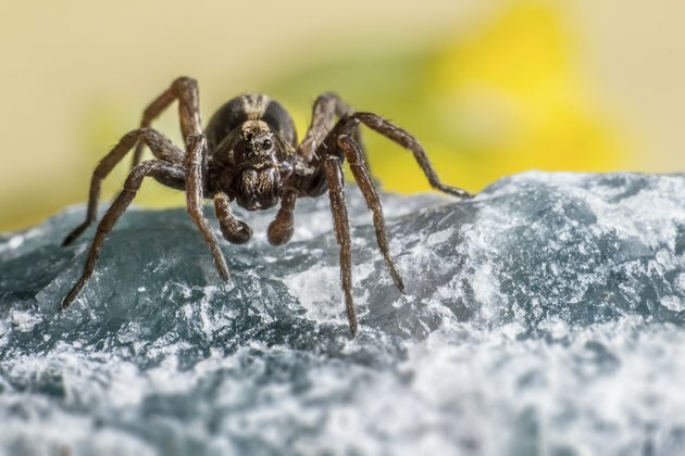 Portrett av en markert ulvespider