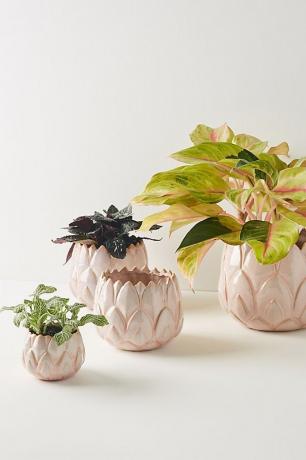 Lotus Pot