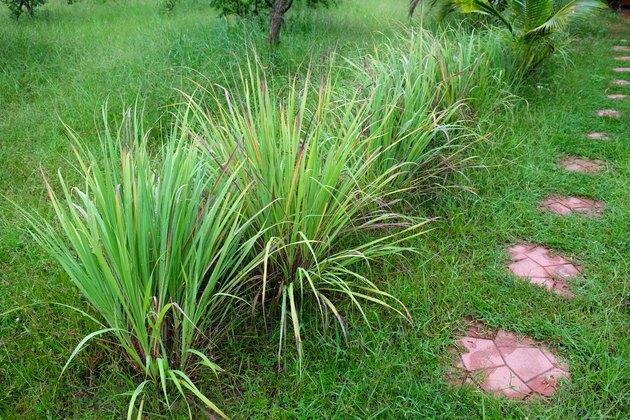 Erva-cidreira ou Cymbopogon citratus, erva, Tailândia