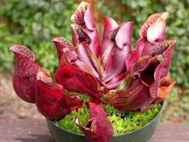 Bekerplant (Sarracenia purpurea)