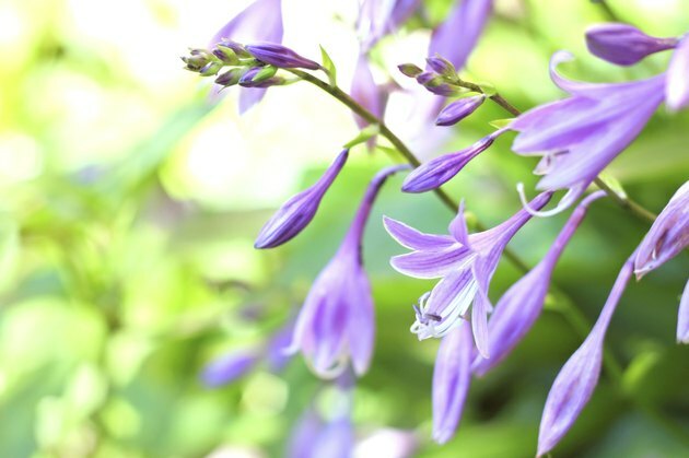 Hosta çiçek portre