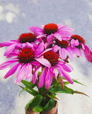 Echinacea-planten (Echinacea angustifolia)