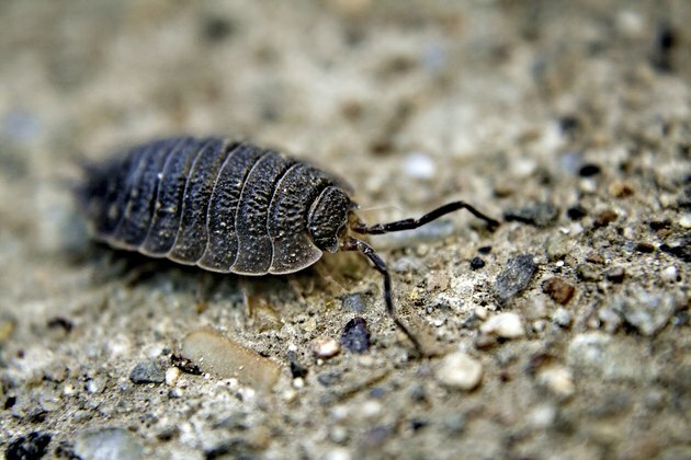 Armadillidiidae - Pillbug