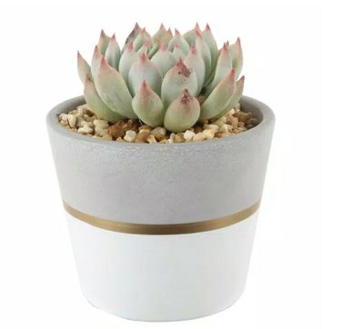 Plantas Home Depot