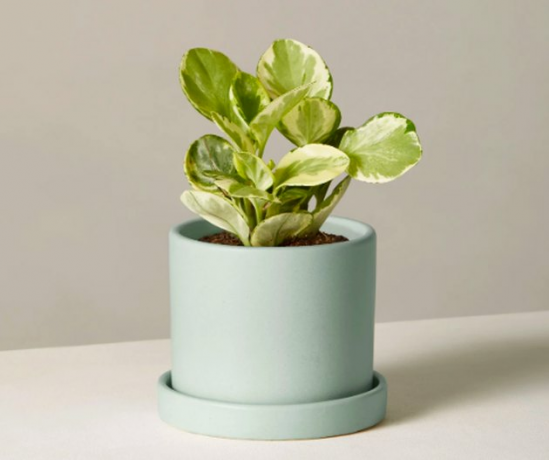 plant in groene planter